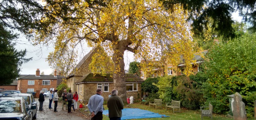 tulip_tree