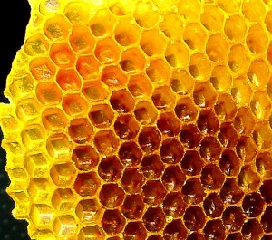 Honey Comb