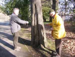 Tree Inspection